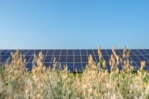 Agrivoltaïque : des panneaux solaires sont installés dans un champs comme sur un hangar photovoltaïque agricole